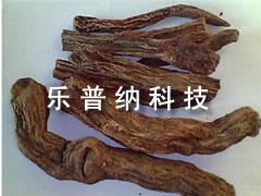 鎖陽(yáng)